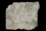 Fossil Crinoid (Strimplecrinus) - Gilmore City, Iowa #148670-1